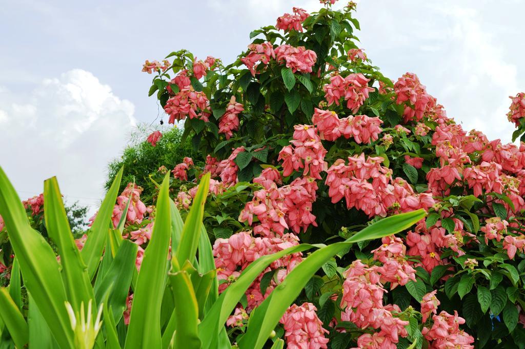 Chitwan Paradise Hotel Sauraha Luaran gambar